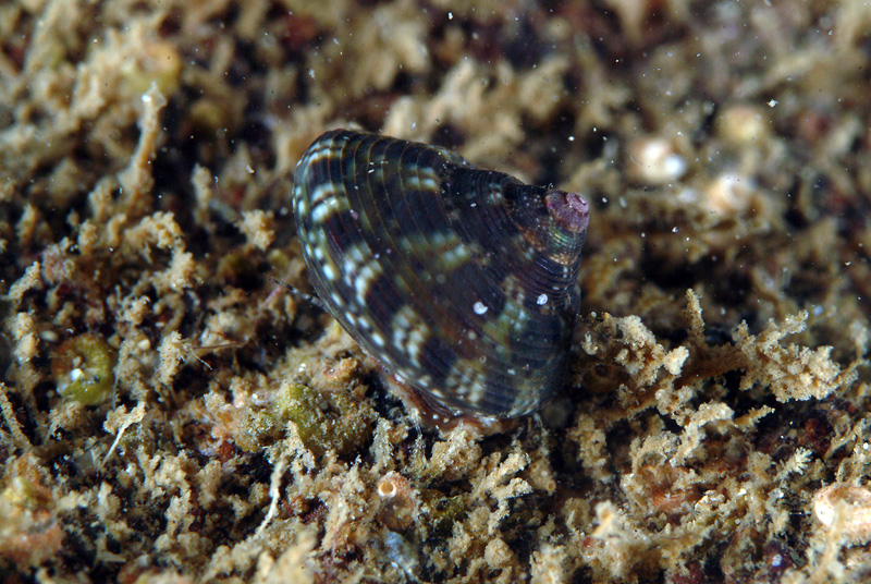 Gibbula umbilicaris